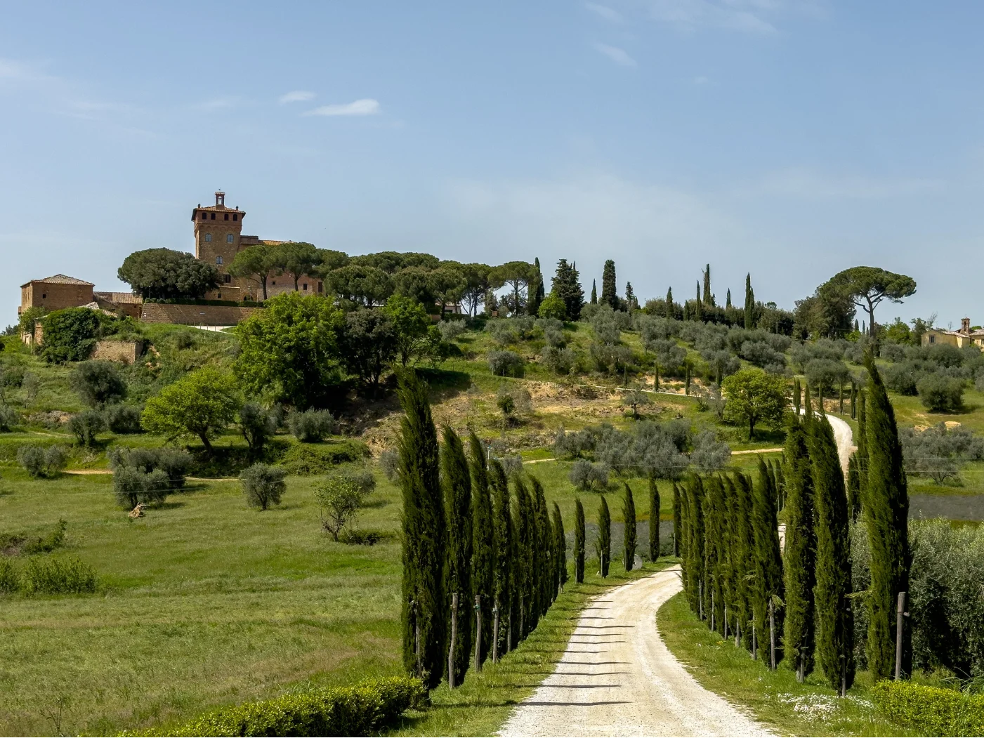 filare di cipressi