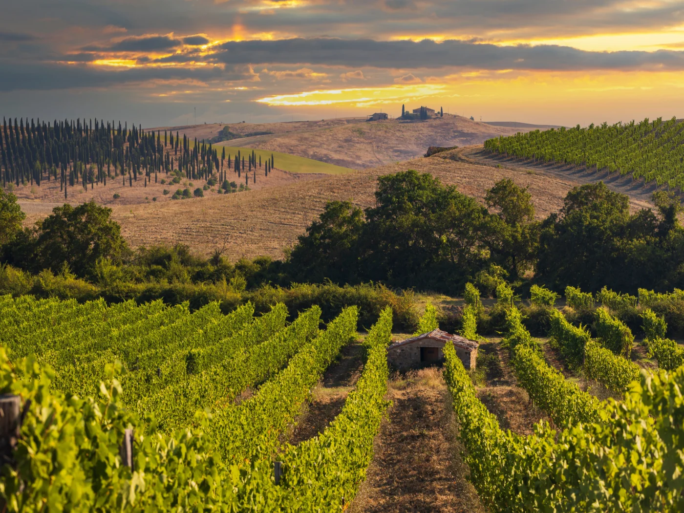 vigneti in toscana